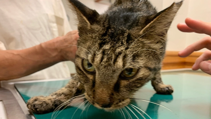 交通事故にあった野良猫ちゃんにご飯を自力で食べさせてあげたい