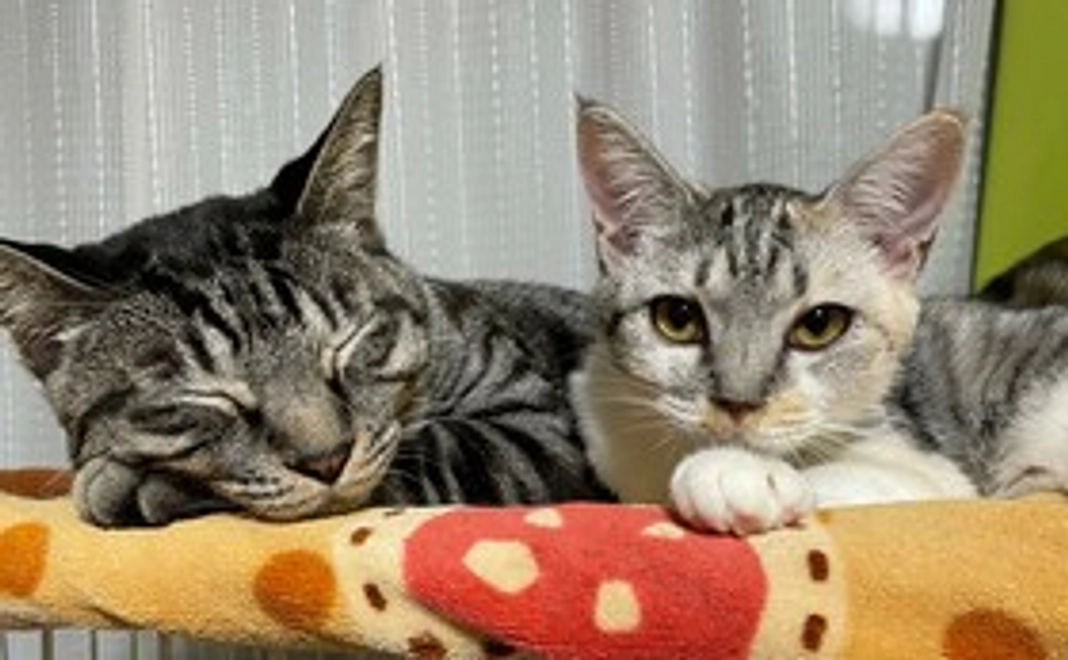 ちょこっと応援コース！