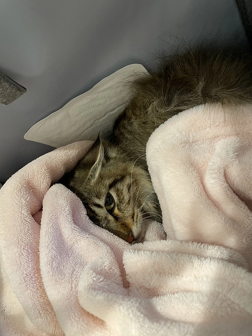 心からの感謝と、ちゃむFIP治療薬の再開のご報告