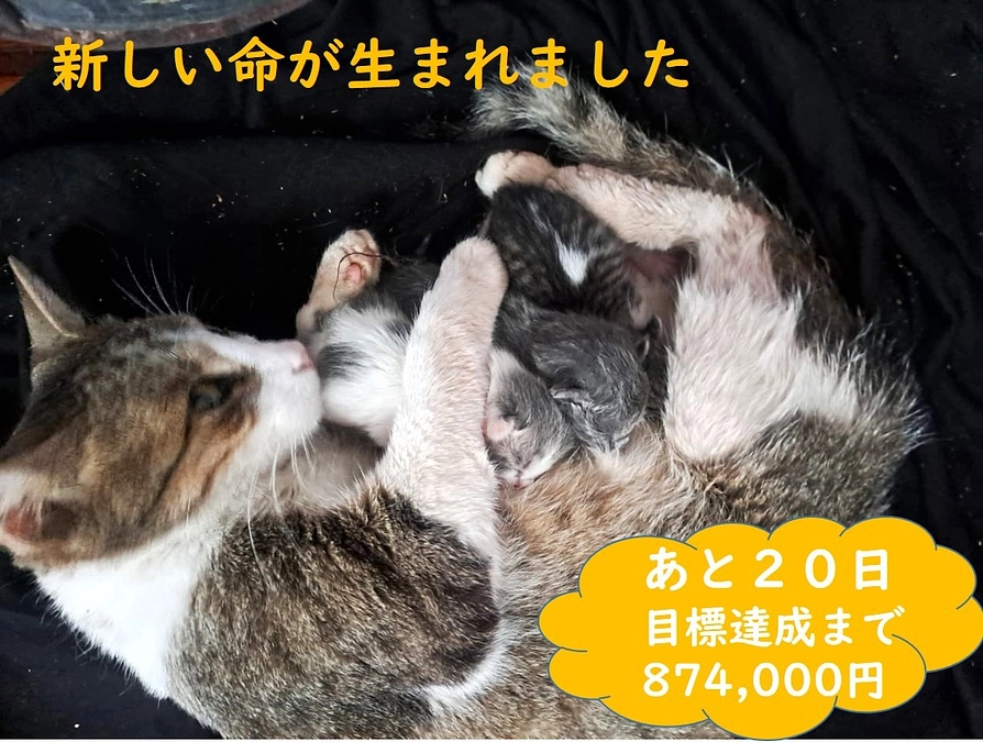 新しい命が生まれました。