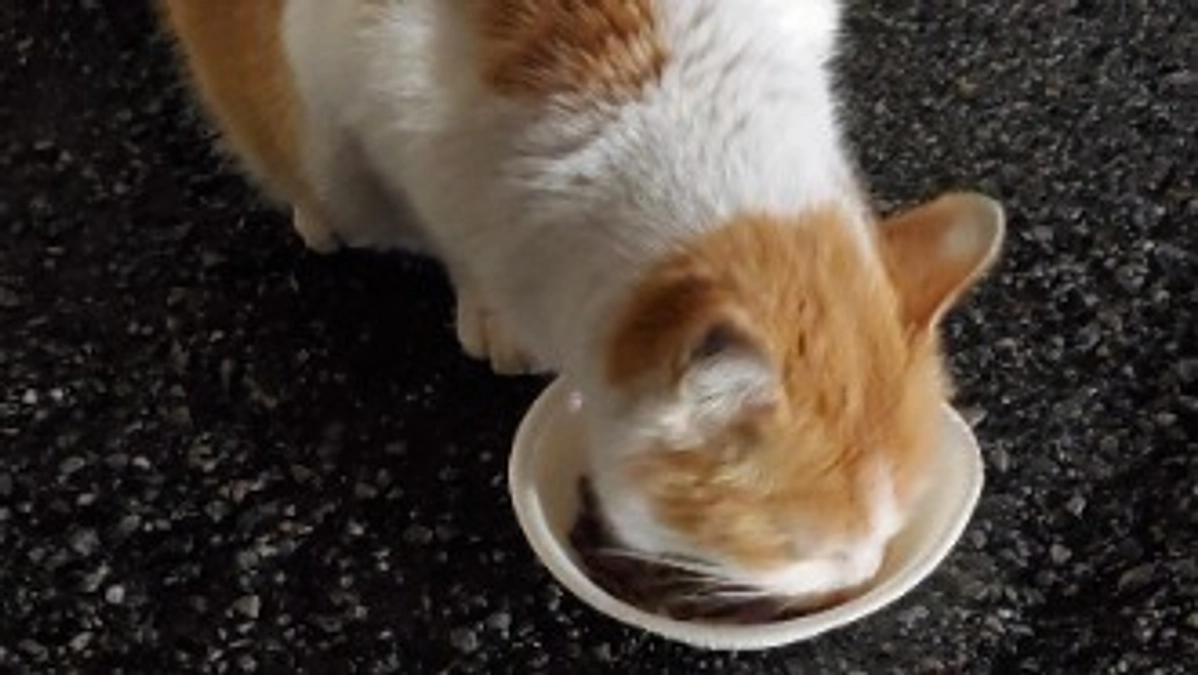 4/3 雨☔外猫達のご飯