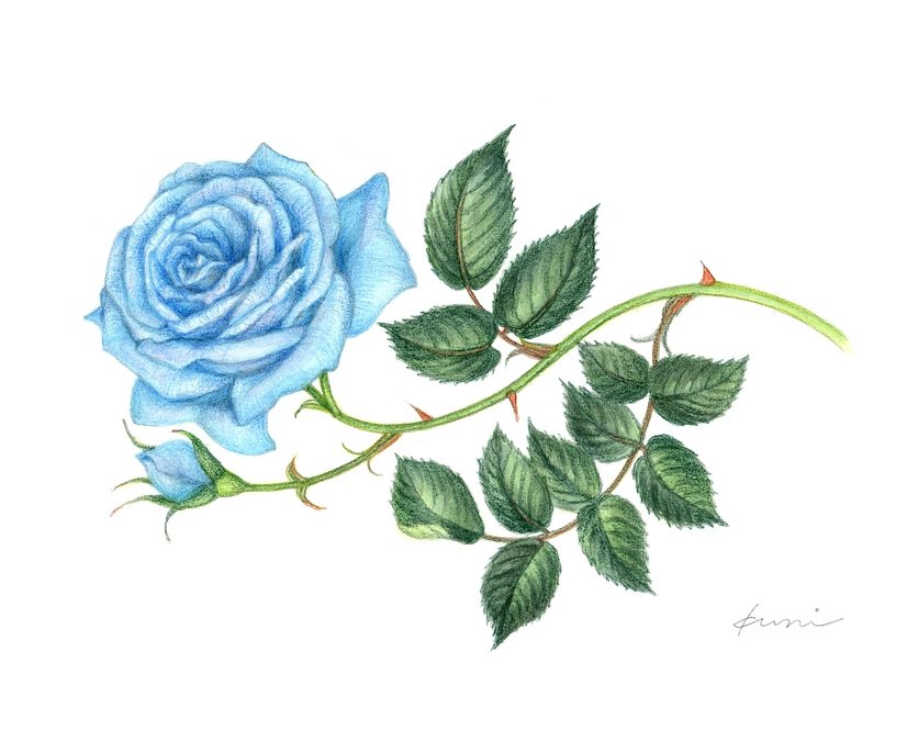 ふたつのブルー