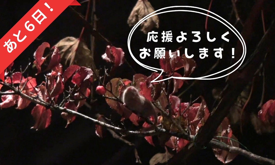 【あと6日！】🍂特別映像【ヤマネの食べ物～ヤマボウシ～】