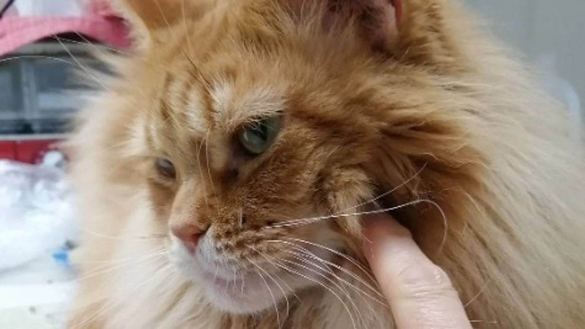 クラファン残り6日です