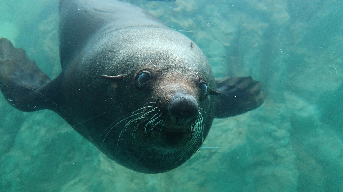 おすすめリターン紹介①飼育員作画のオリジナルグッズ