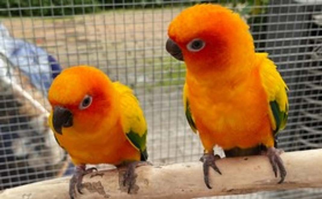 鳥と小動物コース　1000円