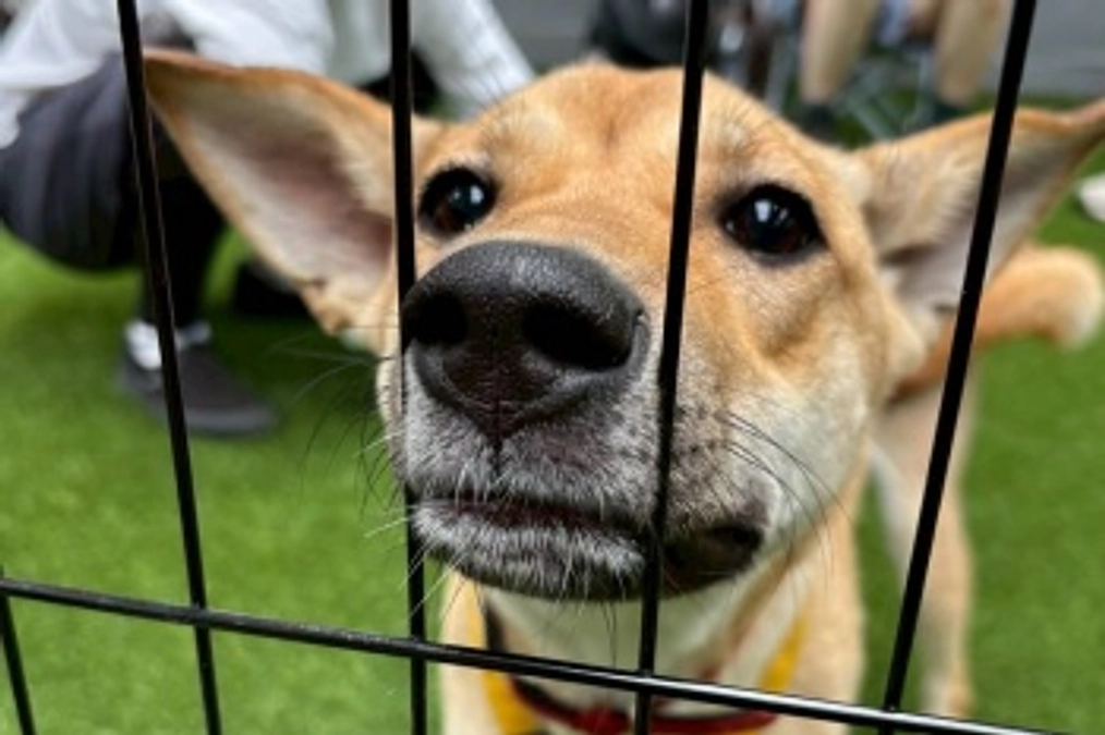 6月８日　譲渡会を行いました