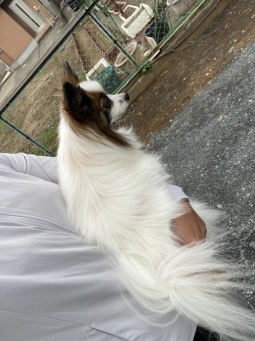 🌼お散歩は禁止だけど😢🌼*･