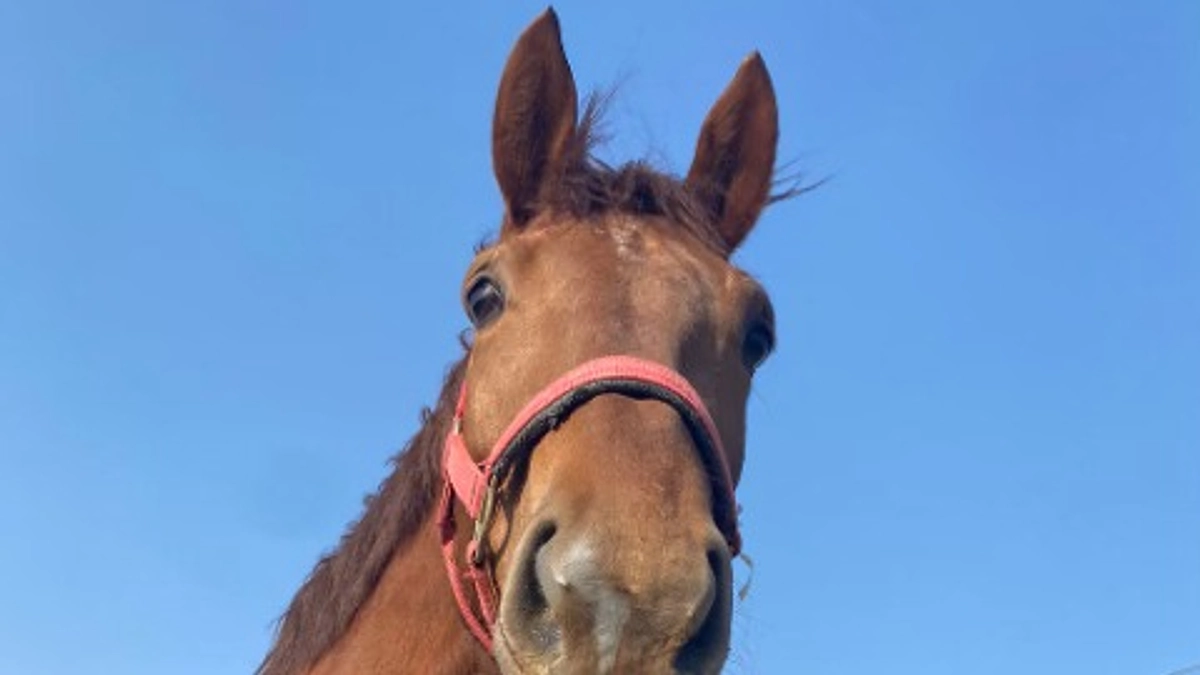 馬たちの紹介 その４