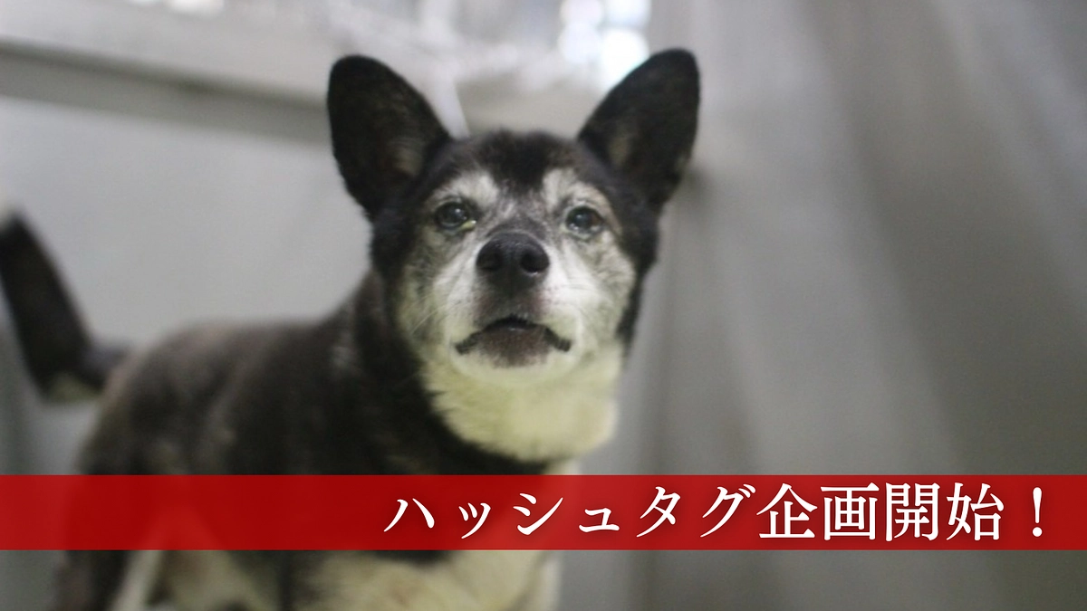 【ハッシュタグ企画開始】皆さまのご協力がなによりの力になります！