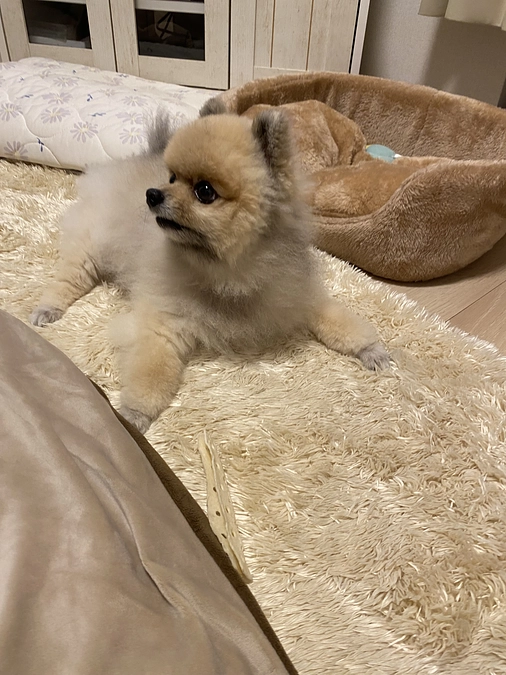 元気になったらしたいこと