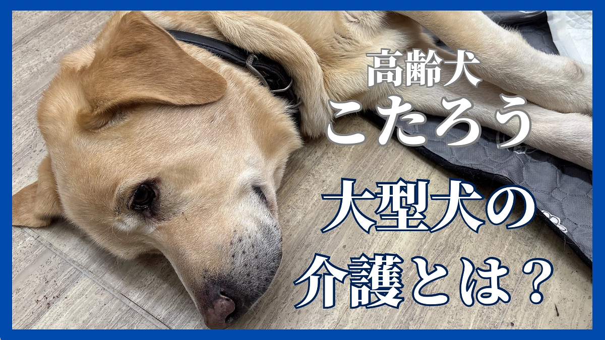 Lien～りあん～の老犬・老猫ホーム