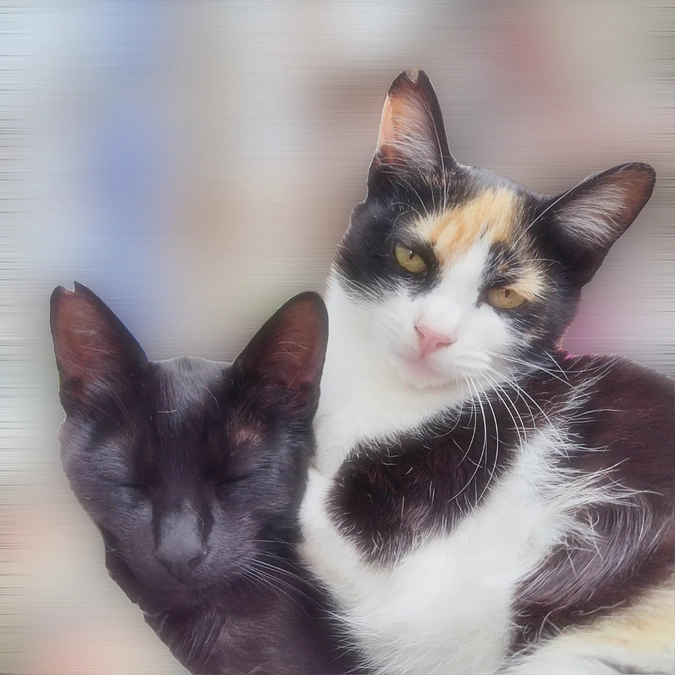 無事2匹の手術が終わりました😊