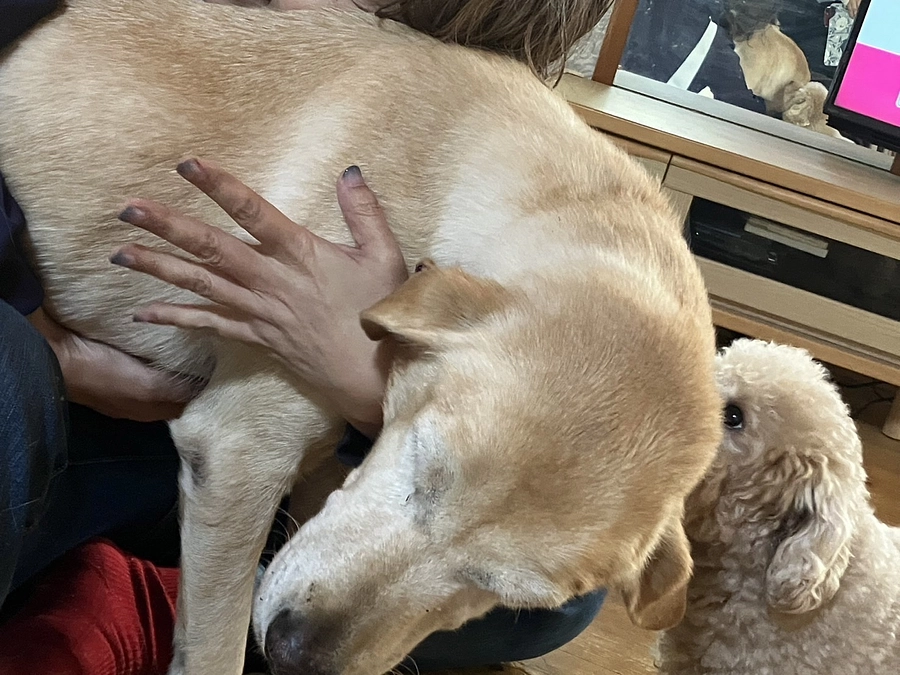 白夜の譲渡に関しまして