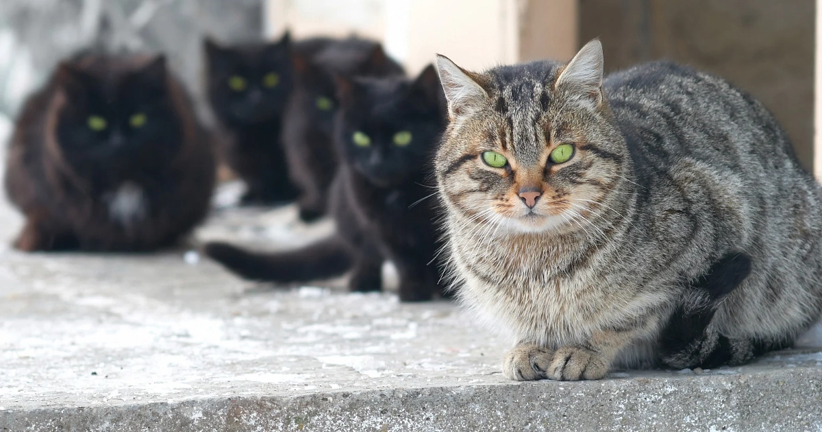 TNRって大変なんです。