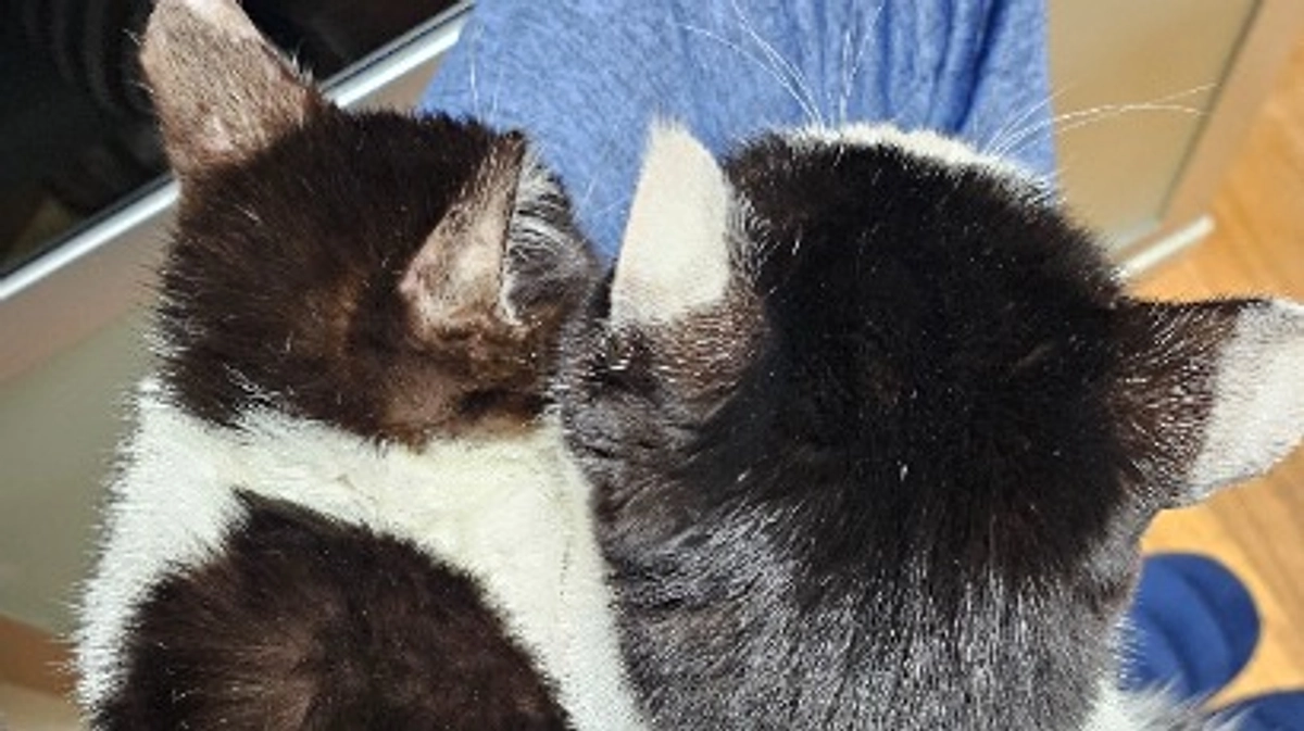 白黒コンビ、仲良くなる