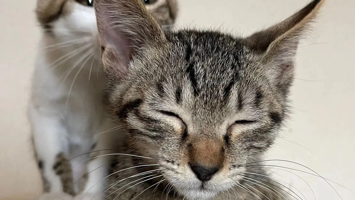 【毎週金曜日はオペの日】子猫が子猫を産む、ということ。