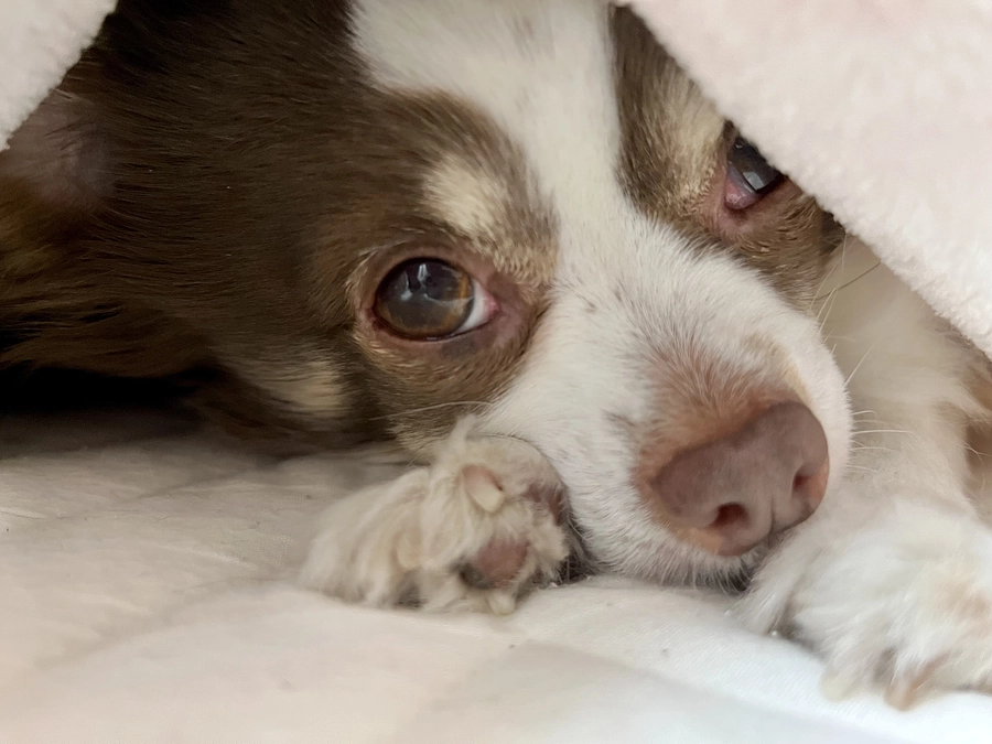 2023.11.30  手術日が決定致しました📎