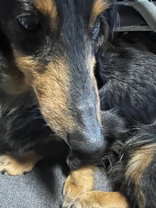 5月3日 　座椅子が好きなクゥ　残り5日になりました