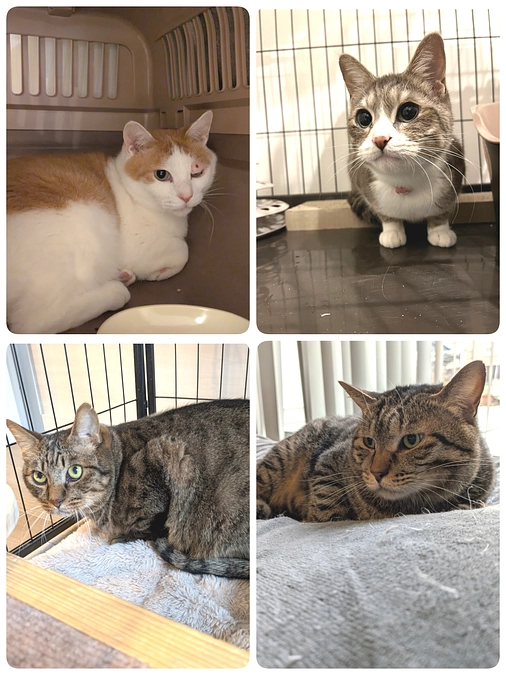 ４匹の予防接種と今週の予定