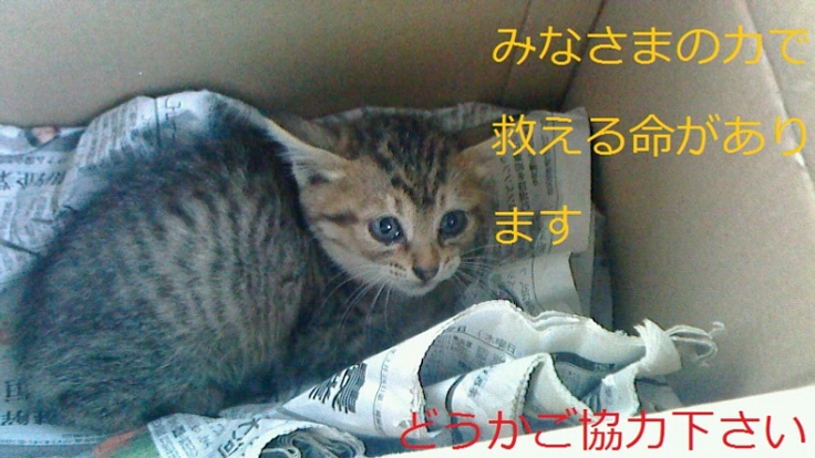 虐待されている捨て猫たちを救いたい
