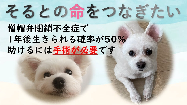 心臓病(僧帽弁閉鎖不全症)の愛犬そるとを手術で助けたい