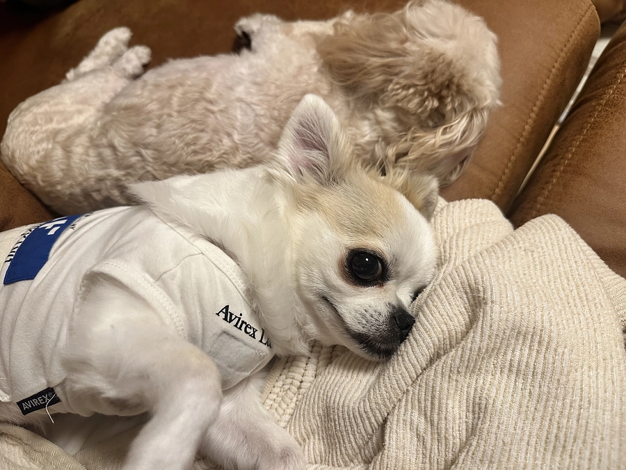 麦のクラウドファンティング公開日👏🏻