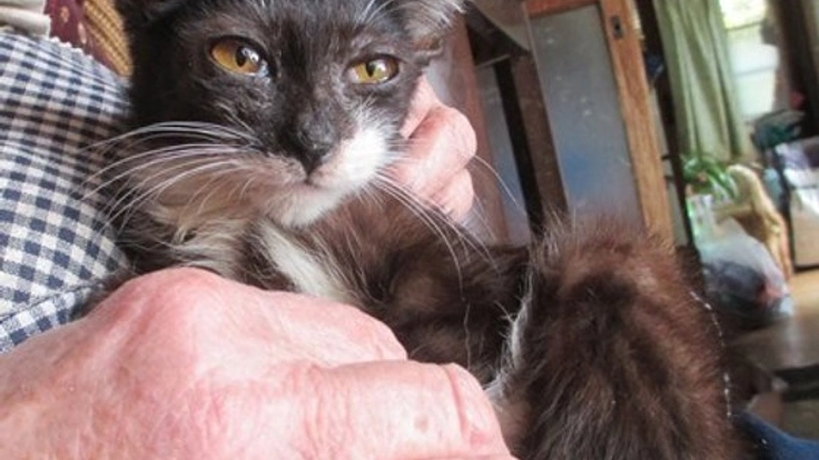 86歳のおばあちゃんからのSOS！23匹の猫を助けたい！