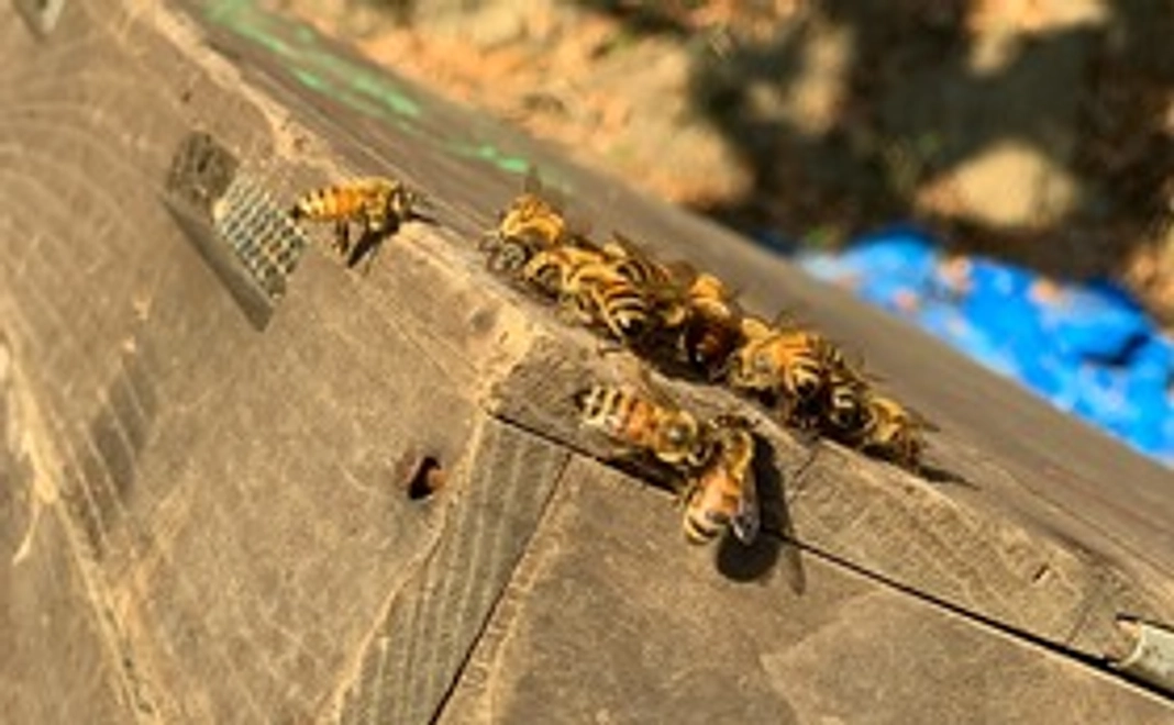 神山養蜂の再建（１万円）