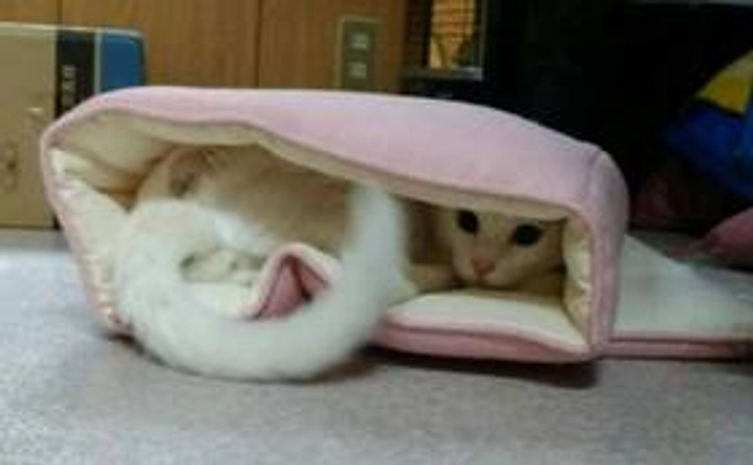 リターン不要応援コース