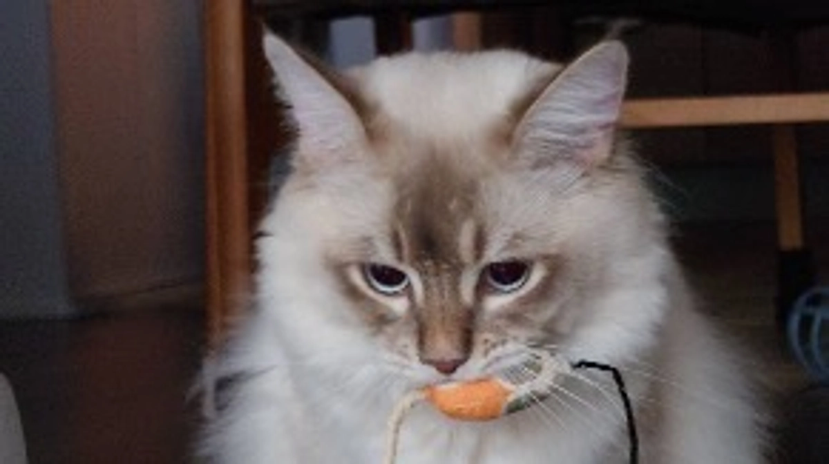 代理支援反映致しました。