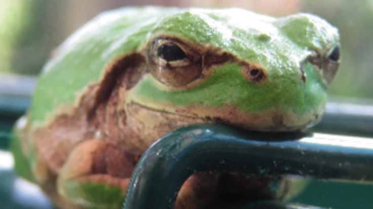 カエルの写真集で社会貢献!67歳 大川清の最後かもしれない挑戦