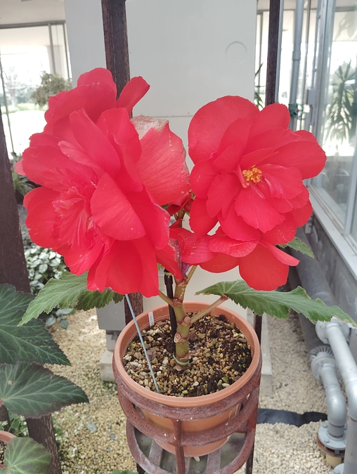 大阪のボスキャラクターとツクリオーキー