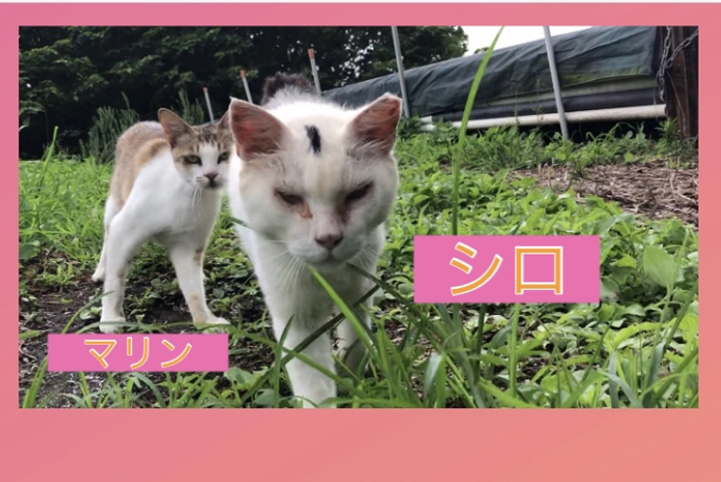 シロちゃん治療中