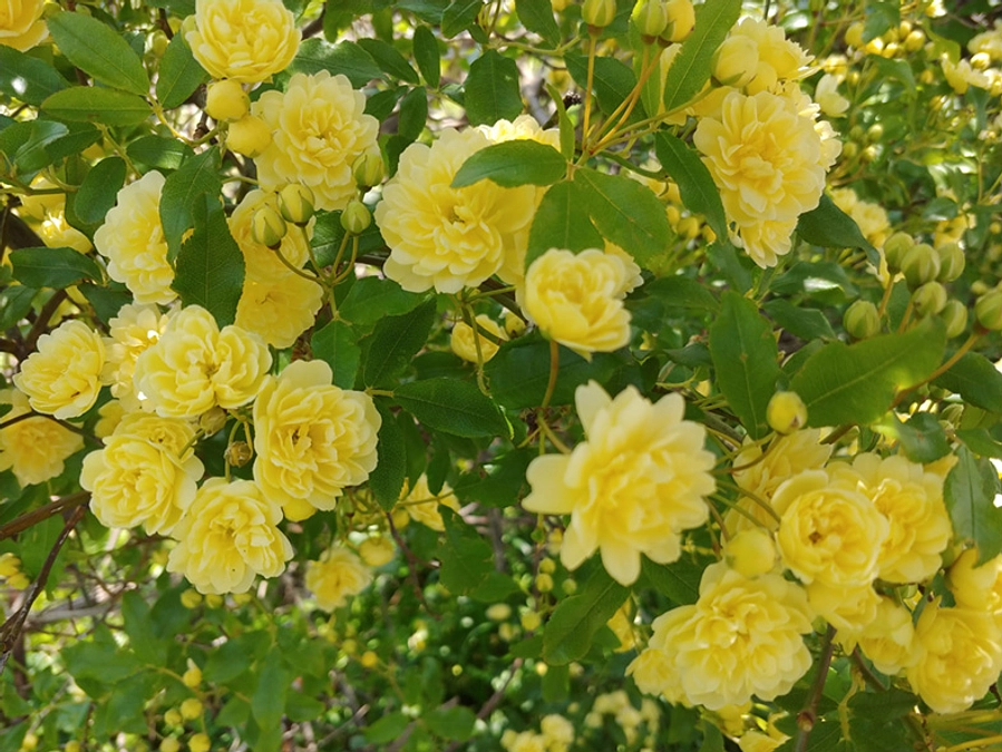 チャレンジ７日目、ついに50％到達！感謝。＋本日の農作業など