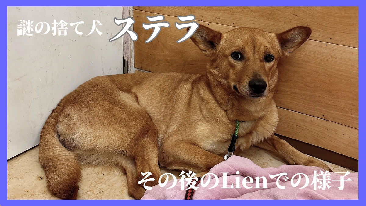 ステラのその後の様子🐕💕