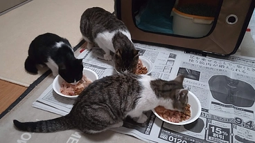 家内外の猫たちを寄生虫(フィラリア・回虫・ノミ・ダニ)から守りたい のトップ画像