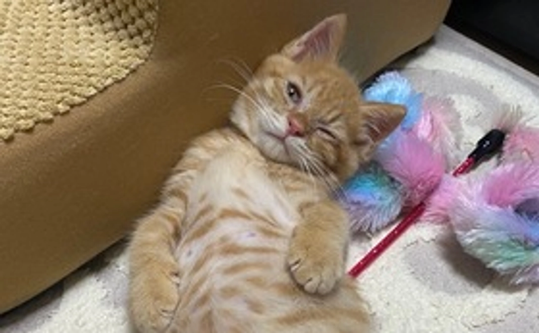 むぎちゃん応援コース1000