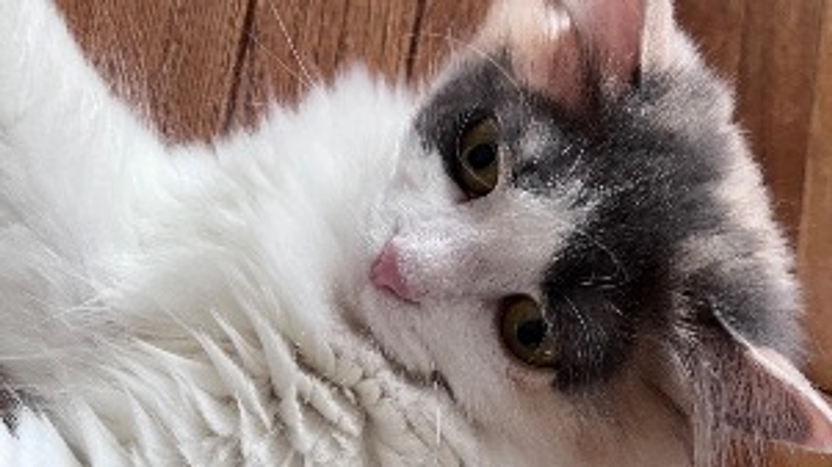 プロジェクト無事達成㊗️