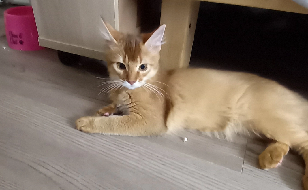 リリーと私から感謝のメール・お写真1枚