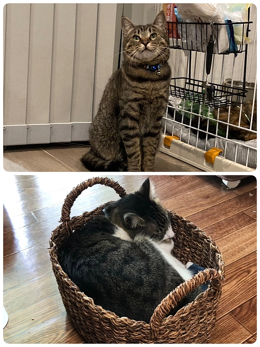 ［くぅ君］［かすみ君］おうち決定！