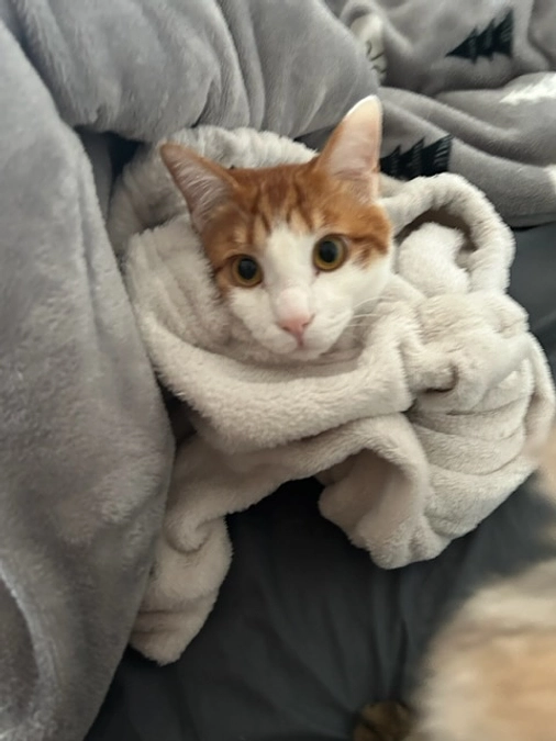 本日からクラウドファンディング開始しました🐈🤍