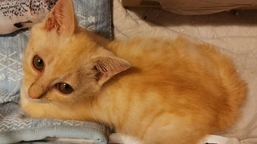 保護猫「らいむ」の生後2か月の漏斗胸手術資金 のトップ画像