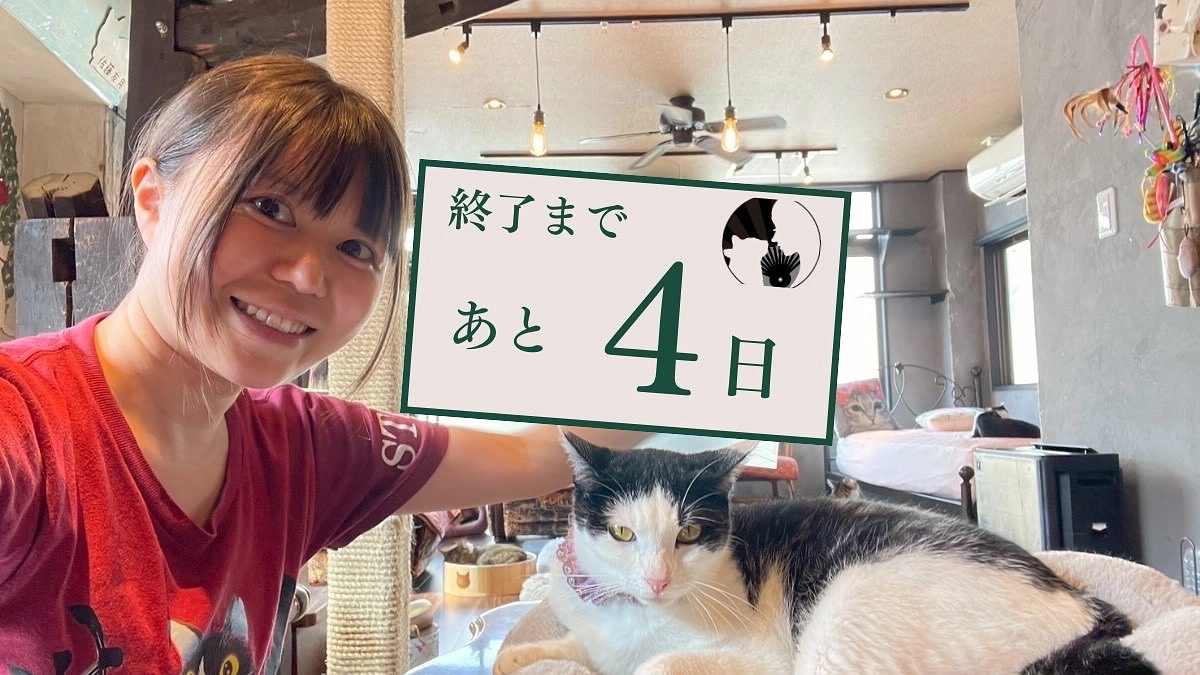 猫とも新聞さん【あと４日‼️】450突破❗️最終目標まであと135万円！