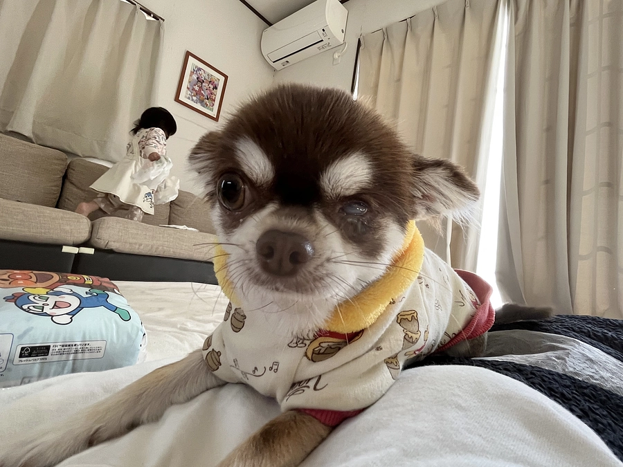 トリミングと体調不良…ᐡ• ˕ •ᐡ