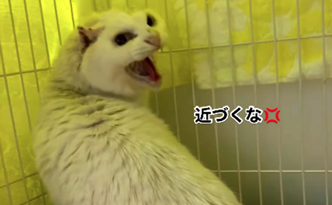 扁平上皮癌の手術を終えて、病院からアニすまに帰ってきたにゃんちゃん