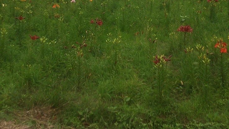 コロナウイルスストレスからの解放といじめや虐待撲滅を目指して