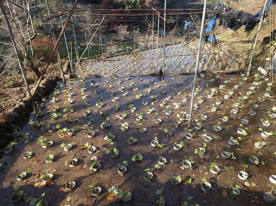わさび苗の植え付け完了しました！