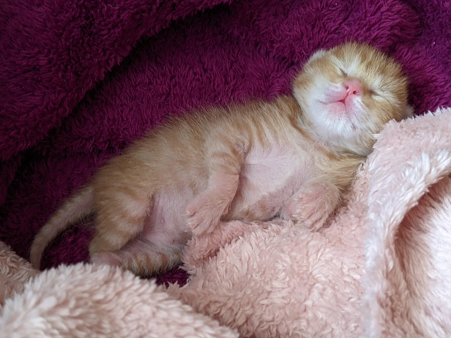 たった1匹で保護された茶トラの男の子