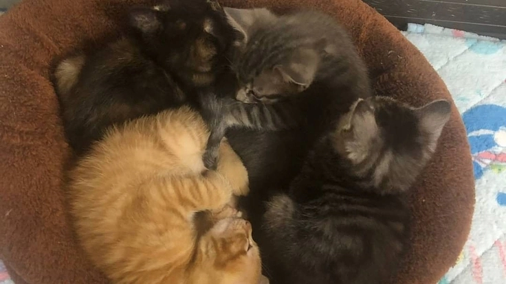 【生涯の家族へ繋ぎたい】保護猫達への資金援助をお願いします。